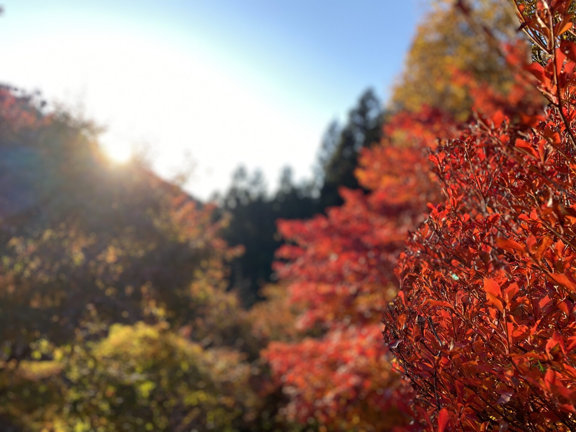 【空き家管理】落ち葉が家を傷めてる!?